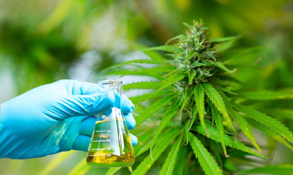 CBD and THCA Research and Development